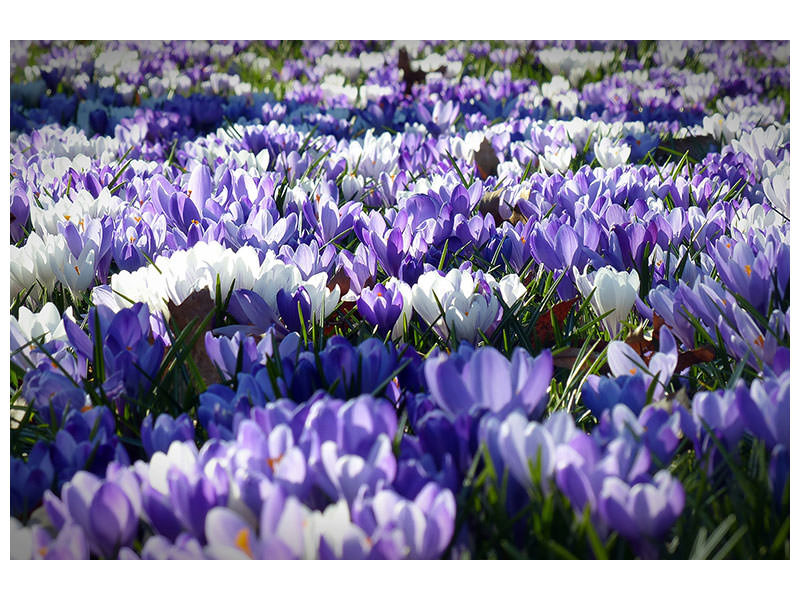 canvas-print-a-field-full-of-crocuses