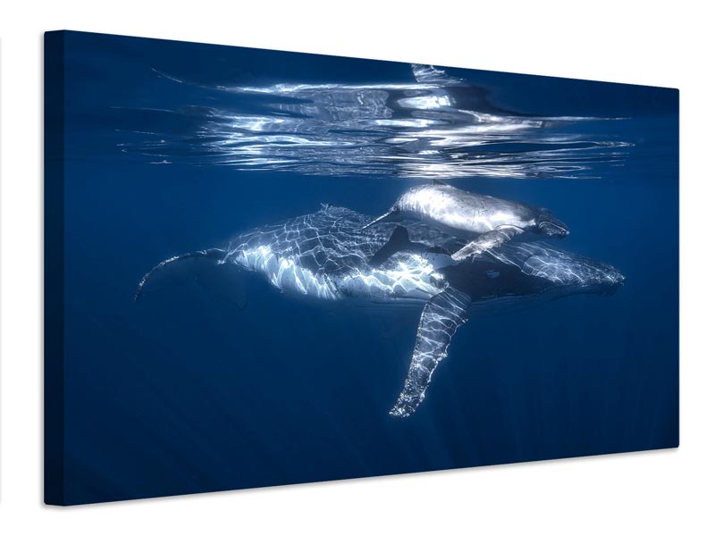 canvas-print-a-humpback-whale-and-its-calf-x