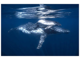 canvas-print-a-humpback-whale-and-its-calf-x