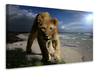 canvas-print-a-lioness-on-the-beach