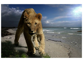 canvas-print-a-lioness-on-the-beach