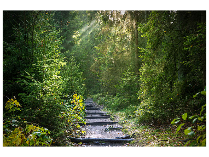 canvas-print-a-path-between-firs