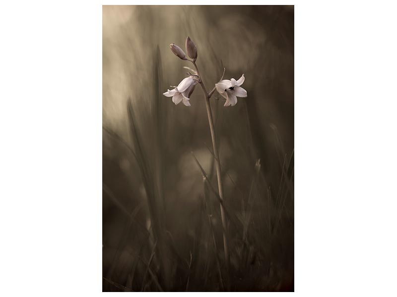 canvas-print-a-small-flower-on-the-ground-x