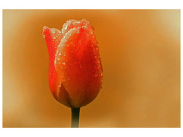 canvas-print-a-tulip-in-the-morning-dew