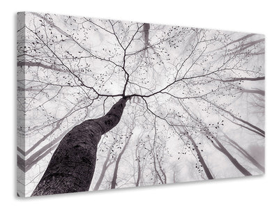 canvas-print-a-view-of-the-tree-crown