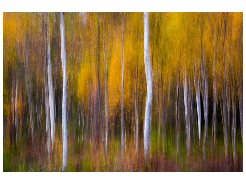 canvas-print-abstract-fall