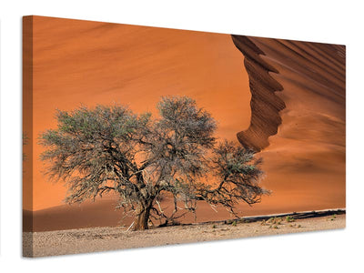 canvas-print-acacia-in-the-desert-x