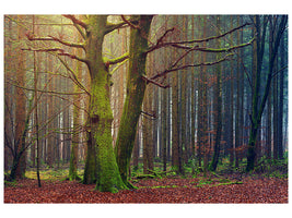 canvas-print-alone-in-the-woods