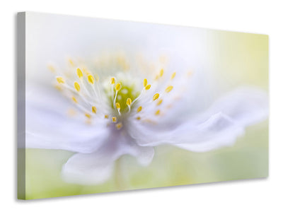 canvas-print-anemone-beauty