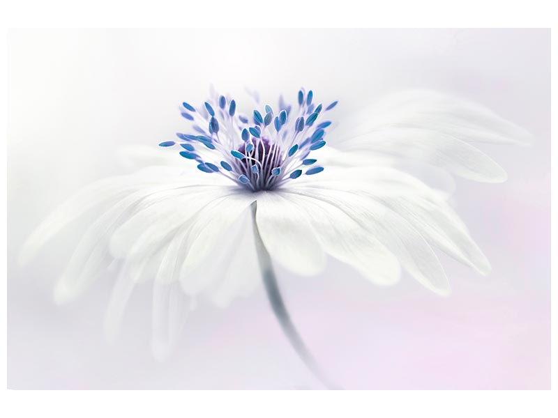 canvas-print-anemone-blanda-x