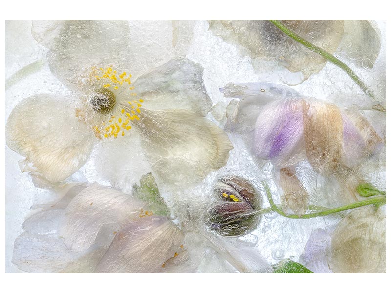 canvas-print-anemone-frost-x