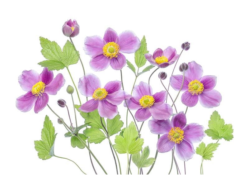 canvas-print-anemone-hadspen-abundance-x