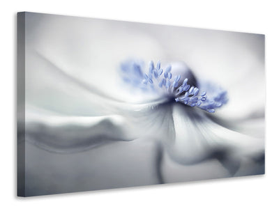 canvas-print-anemone-spirit