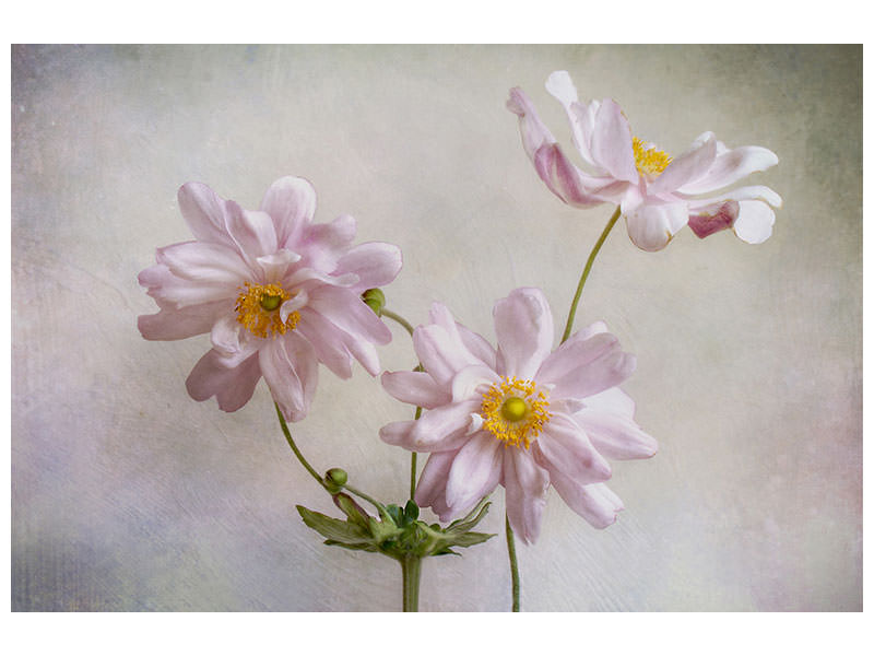 canvas-print-anemones