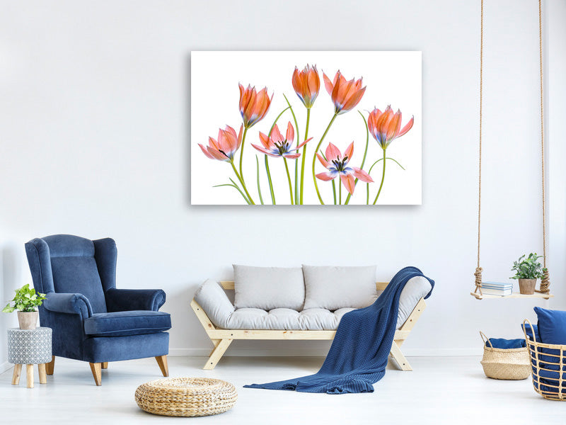 canvas-print-apricot-tulips