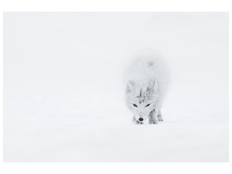 canvas-print-arctic-fox-xtt
