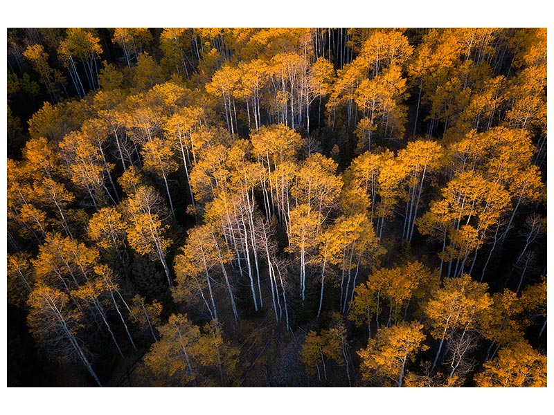 canvas-print-aspen-in-autumn-x