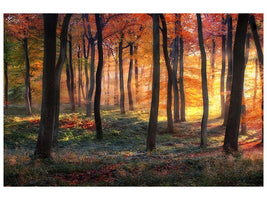 canvas-print-autumn-woodland-sunrise-x