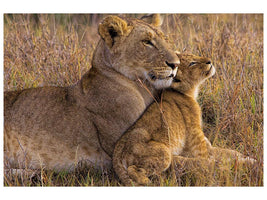 canvas-print-baby-lion-with-mother-x