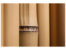 canvas-print-bamboo-close-up