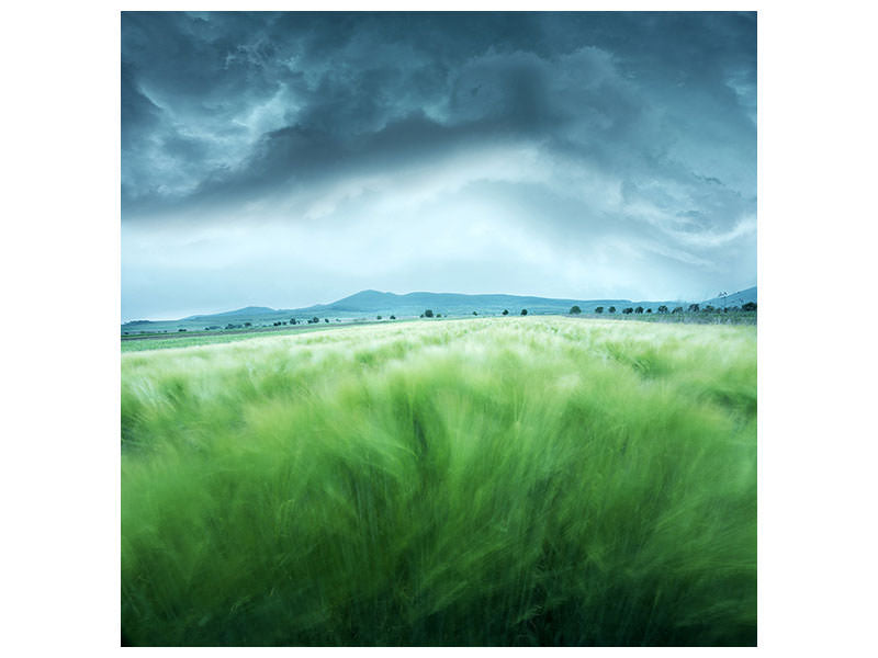 canvas-print-barley-field