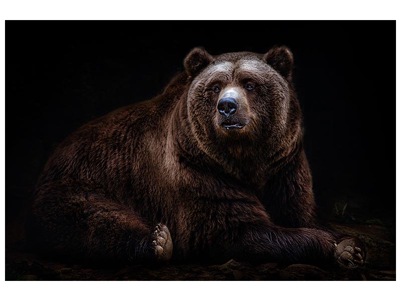 canvas-print-bear-portrait-xav