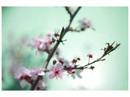 canvas-print-beautiful-japanese-cherry-blossom