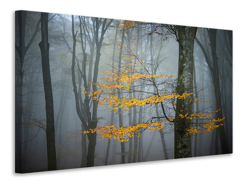 canvas-print-beech-forest-in-autumn