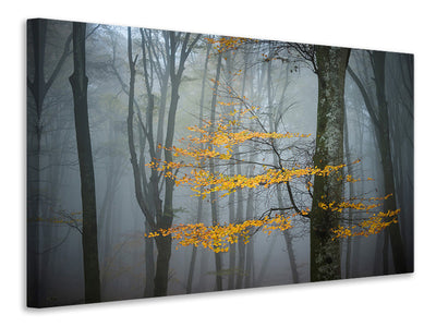 canvas-print-beech-forest-in-autumn