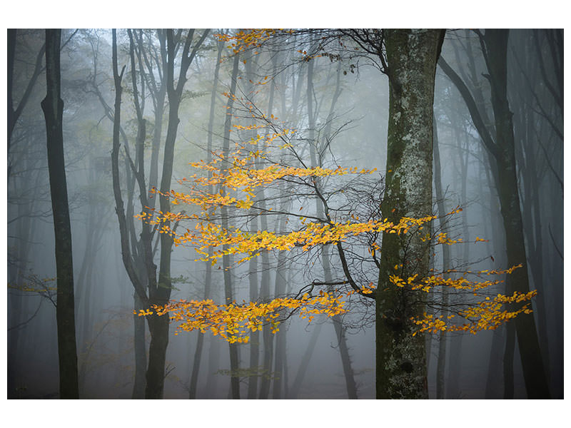 canvas-print-beech-forest-in-autumn