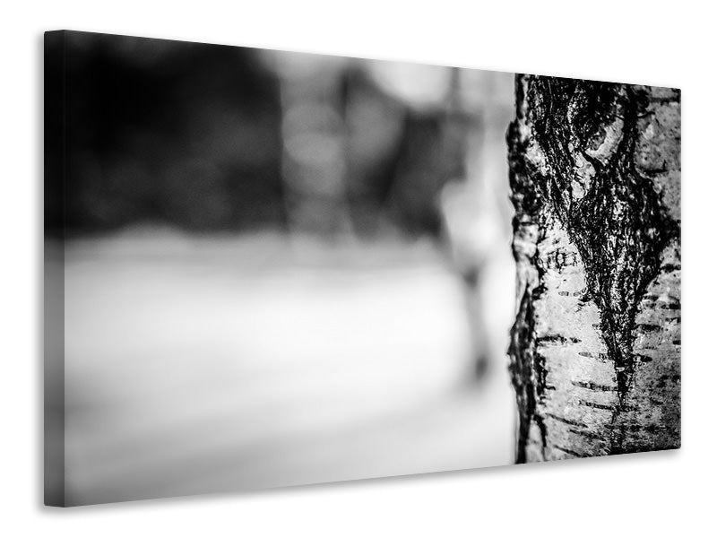 canvas-print-birch-trunk