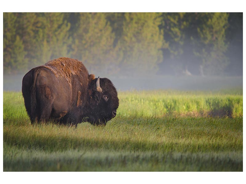 canvas-print-bison-in-morning-light-x