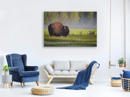 canvas-print-bison-in-morning-light-x