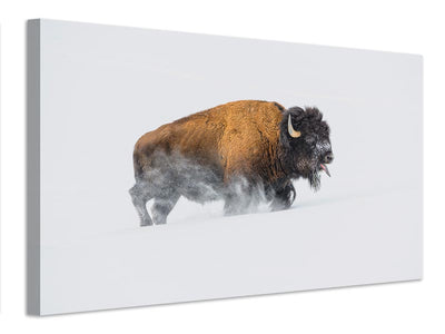 canvas-print-bison-in-the-snow-x