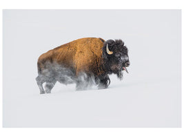 canvas-print-bison-in-the-snow-x