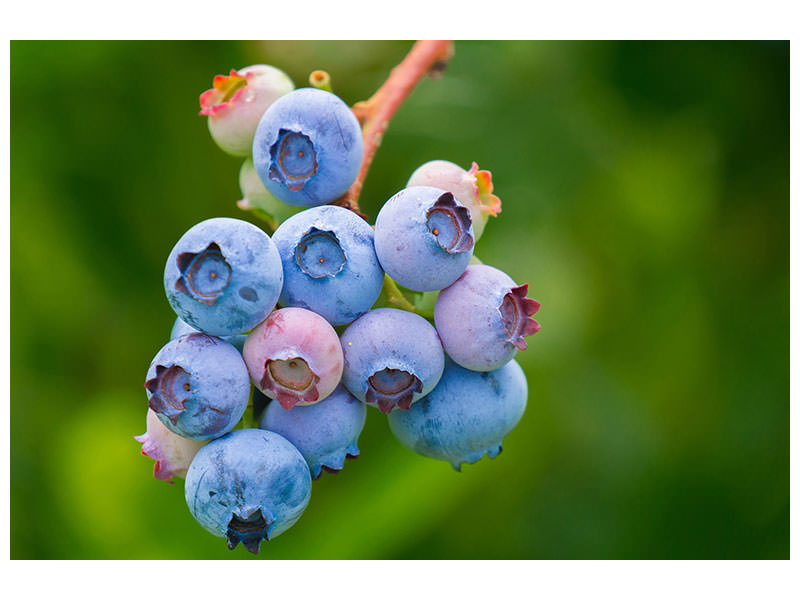 canvas-print-blueberries-in-nature