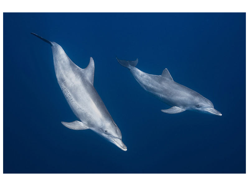 canvas-print-bottlenose-dolphins