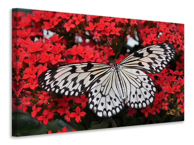 canvas-print-butterfly-in-xxl
