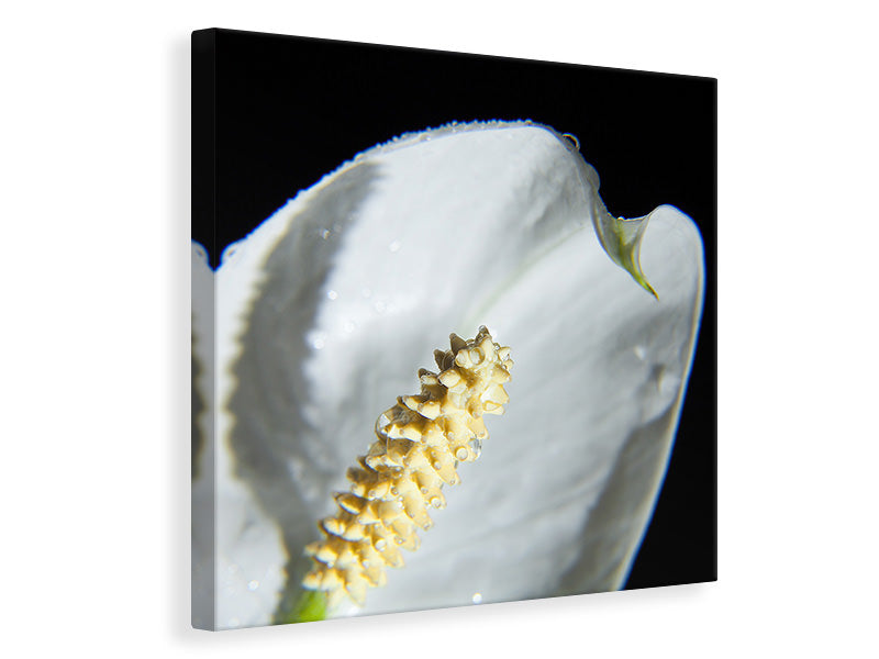 canvas-print-calla-close-up-in-white