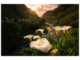 canvas-print-calla-lily-world-x