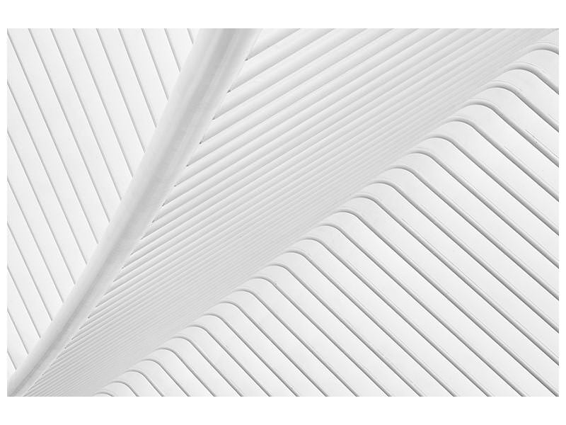 canvas-print-canopy