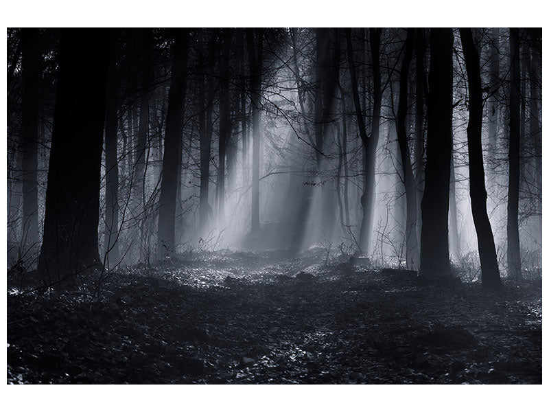 canvas-print-capela-forest