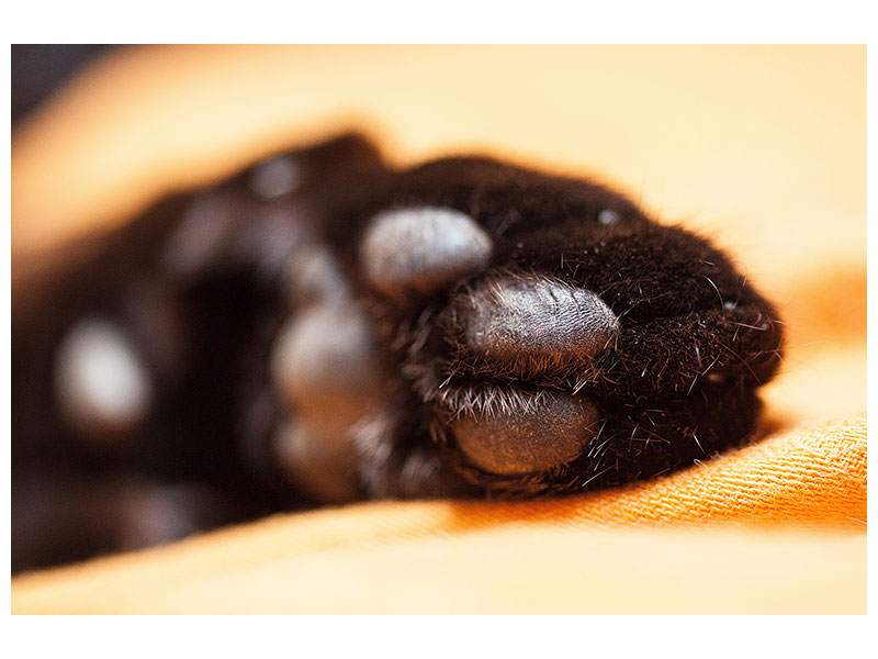 canvas-print-cat39s-paw