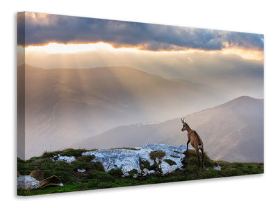 canvas-print-chamois-in-piatra-craiului-romania