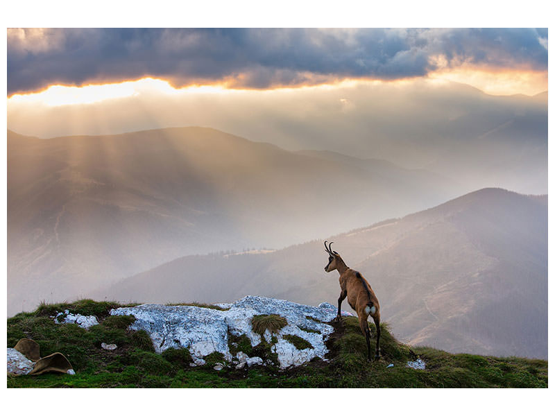 canvas-print-chamois-in-piatra-craiului-romania