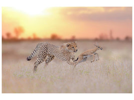 canvas-print-cheetah-hunting-a-gazelle-x