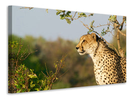 canvas-print-cheetah-in-nature