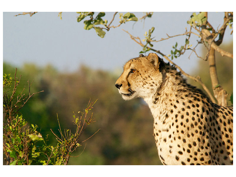 canvas-print-cheetah-in-nature