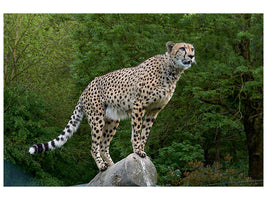 canvas-print-cheetah-on-the-go