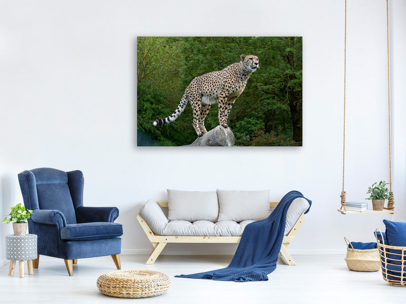 canvas-print-cheetah-on-the-go